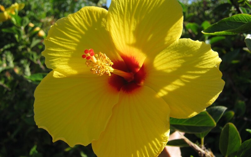 Yellow Hibiscus Flower — Bright, Afternoon, Photograph