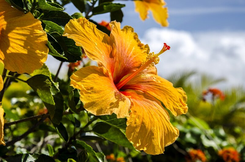 Yellow Hibiscus Flower — Bright, Afternoon