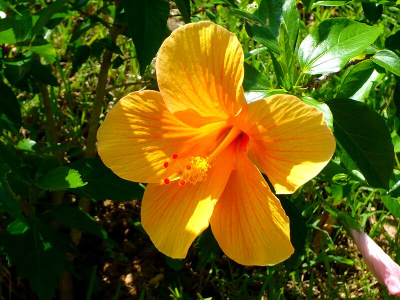 Yellow Hibiscus Flower — Bright