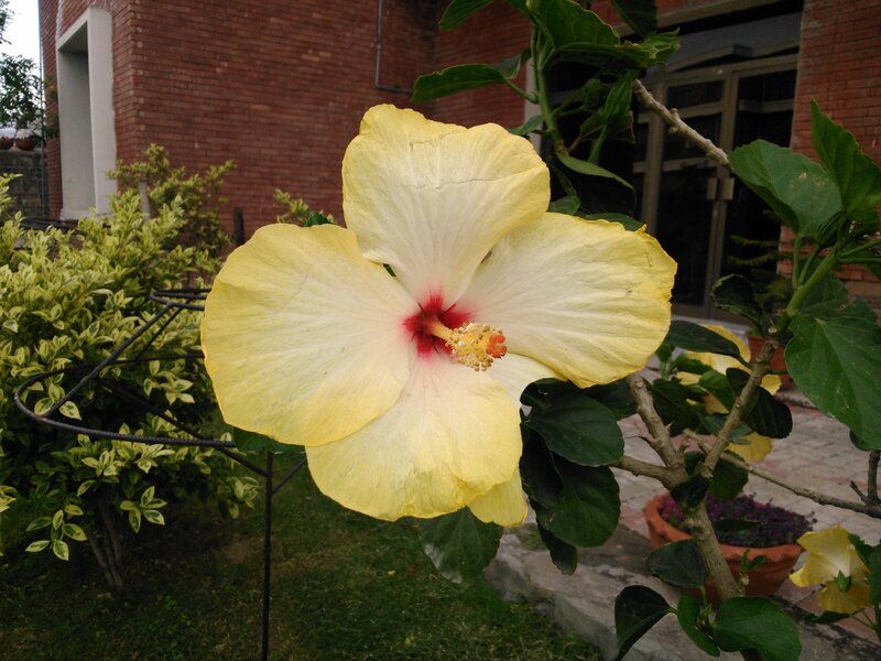Yellow Hibiscus Flower — Calm, Afternoon, Photograph, Brick Building