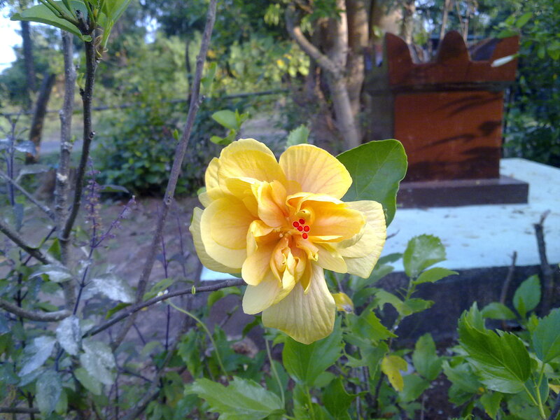 Yellow Hibiscus Flower — Calm, Afternoon, Photograph, Green Leaves, Wooden Structure