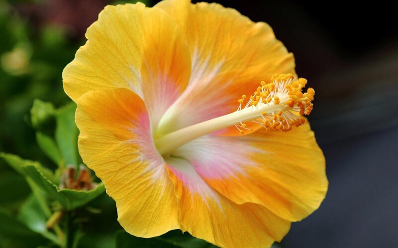 Yellow Hibiscus Flower — Calm, Afternoon, Photograph, Petals