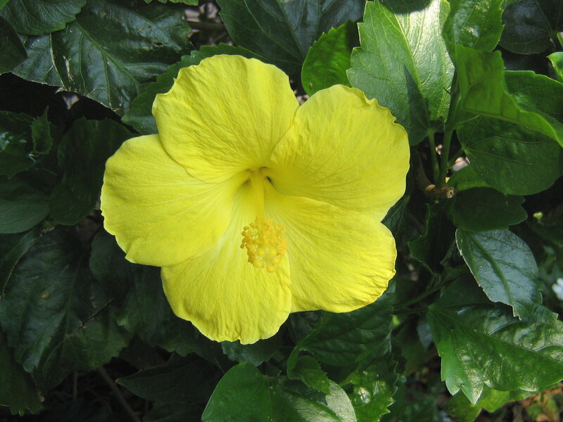 Yellow Hibiscus Flower — Calm, Afternoon