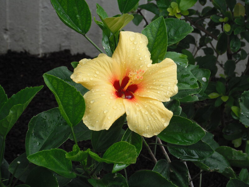 Yellow Hibiscus Flower — Calm, Photograph, Green Leaves
