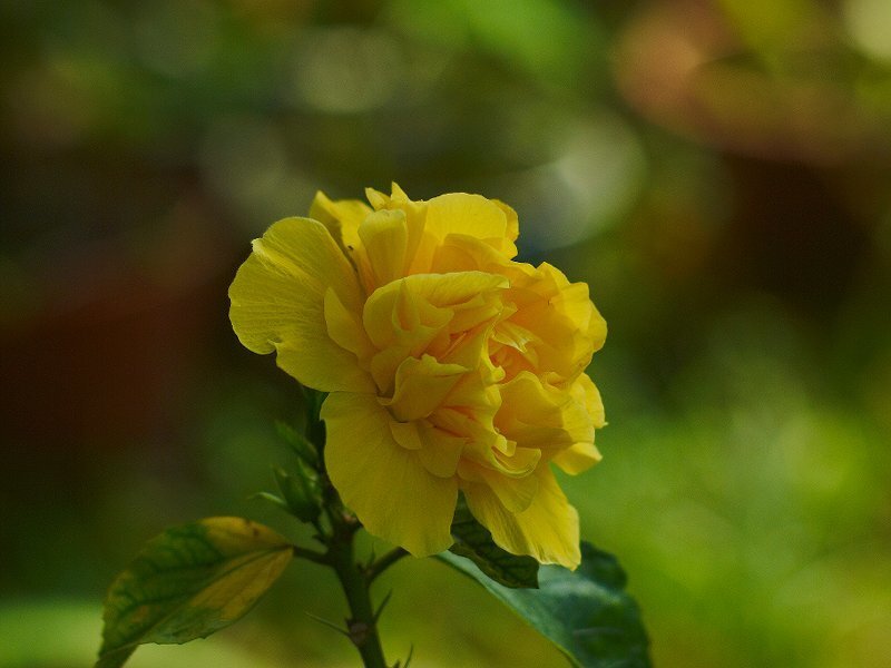 Yellow Hibiscus Flower — Calm, Photograph