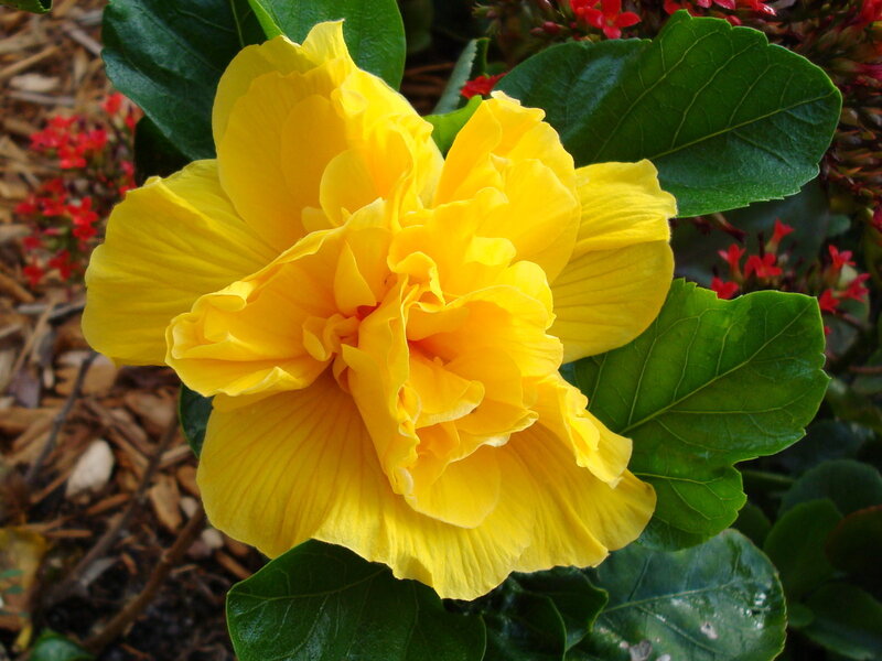 Yellow Hibiscus Flower — Calm
