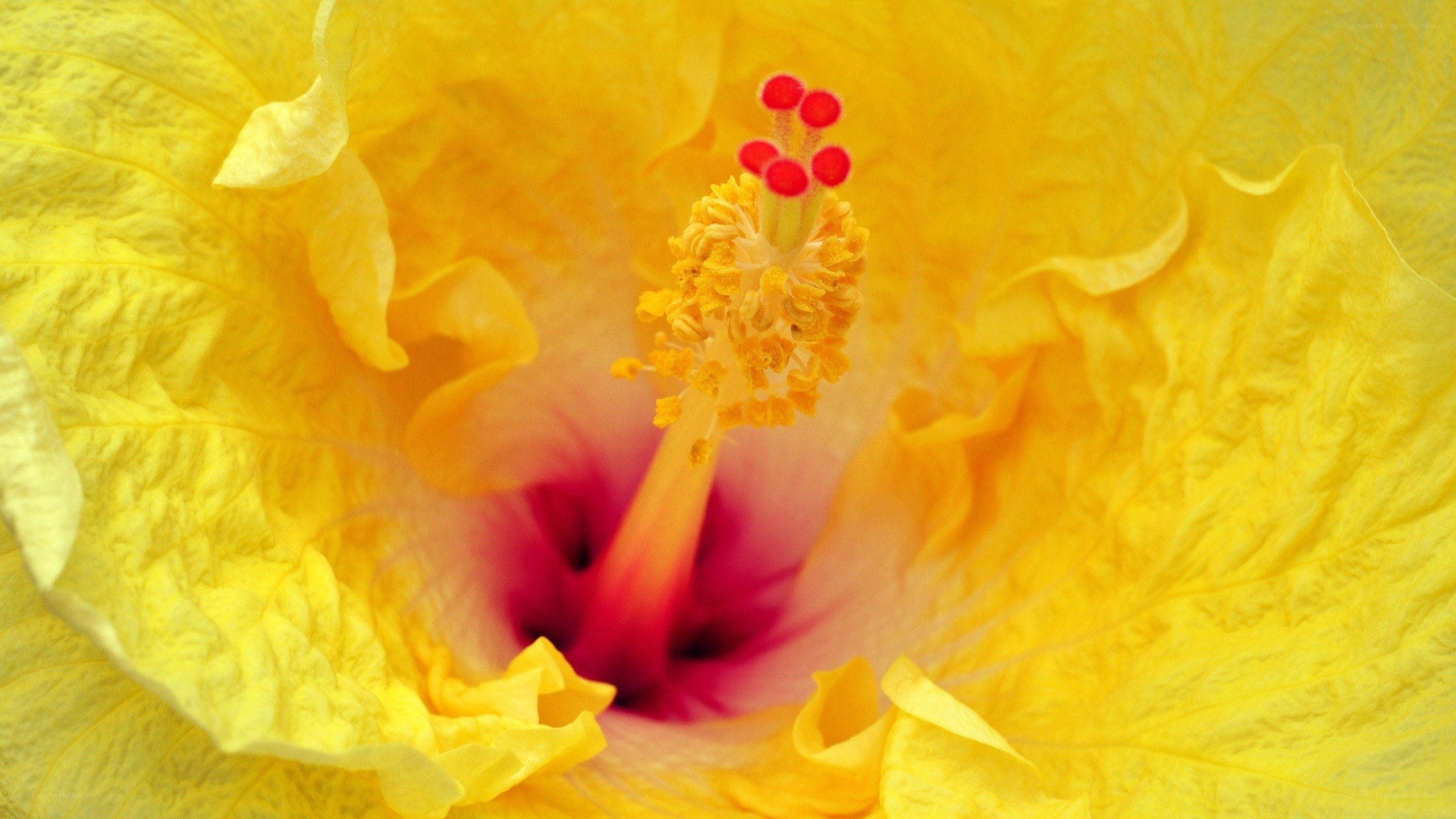 Yellow hibiscus flower center