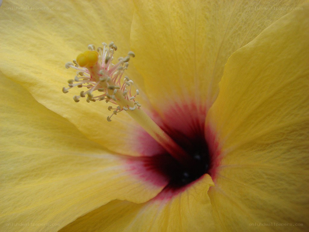 Yellow hibiscus flower close-up