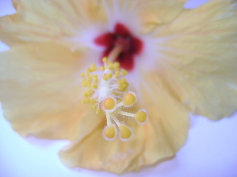 yellow hibiscus flower close-up