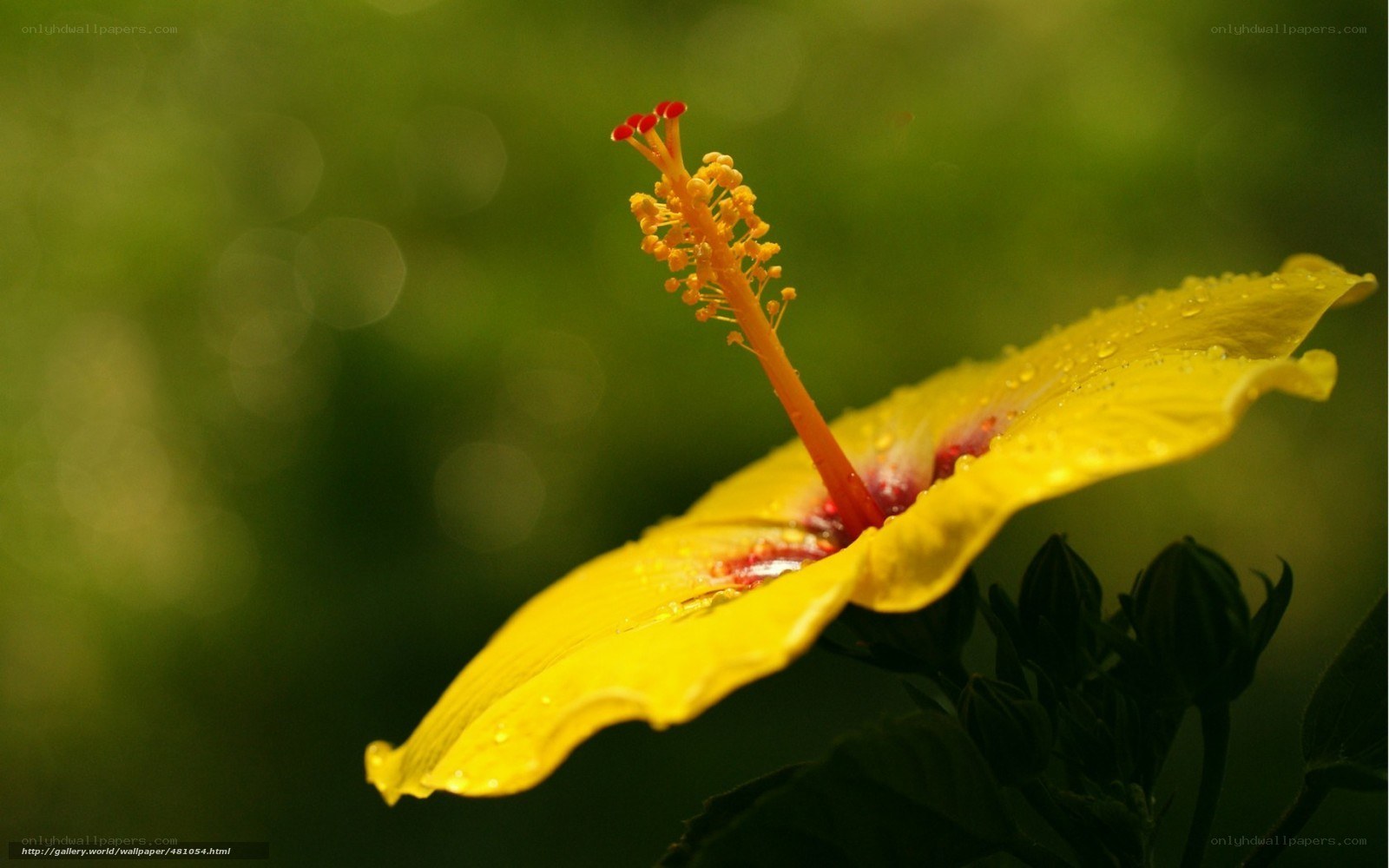 Yellow hibiscus flower close-up