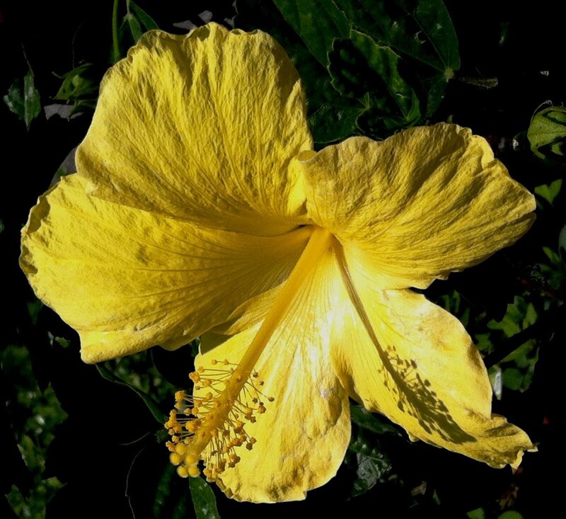 Yellow Hibiscus Flower — Dramatic, Afternoon