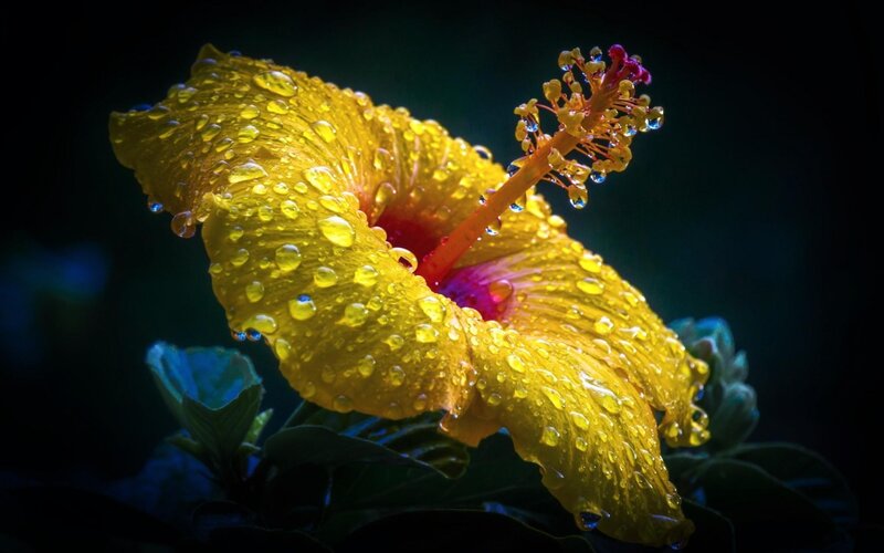 Yellow Hibiscus Flower — Dramatic, Night, Photograph