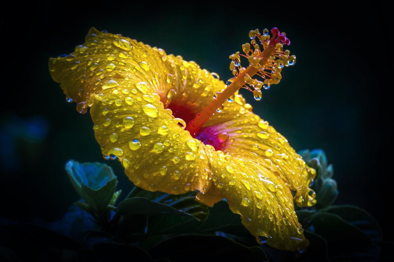 Yellow Hibiscus Flower — Dramatic, Night