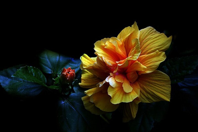 Yellow Hibiscus Flower — Dramatic, Photograph, Bud