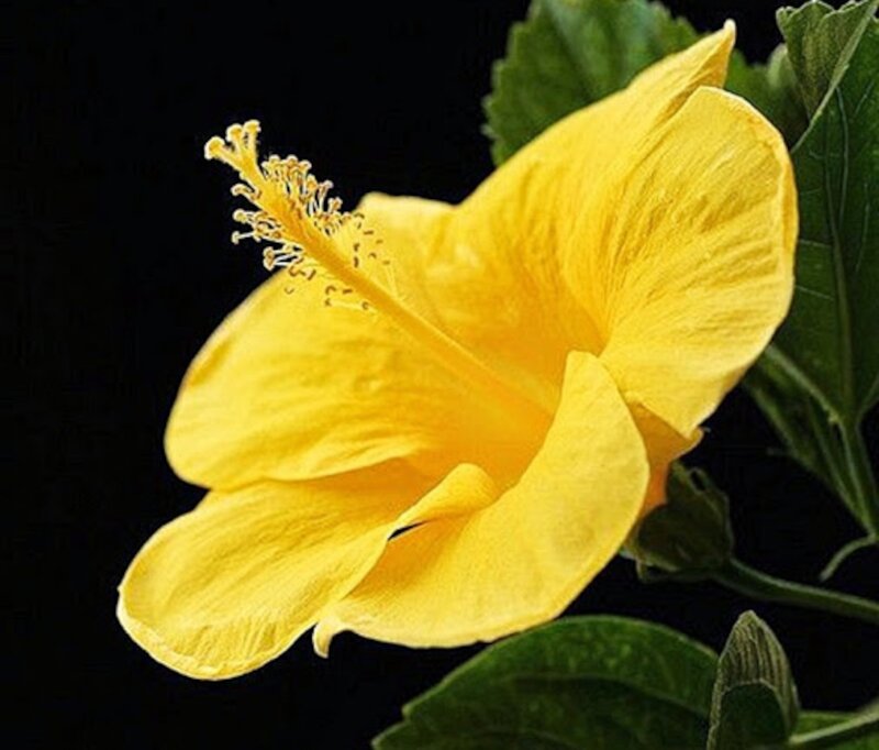 Yellow Hibiscus Flower — Dramatic, Photograph, Green Leaves, Stamen