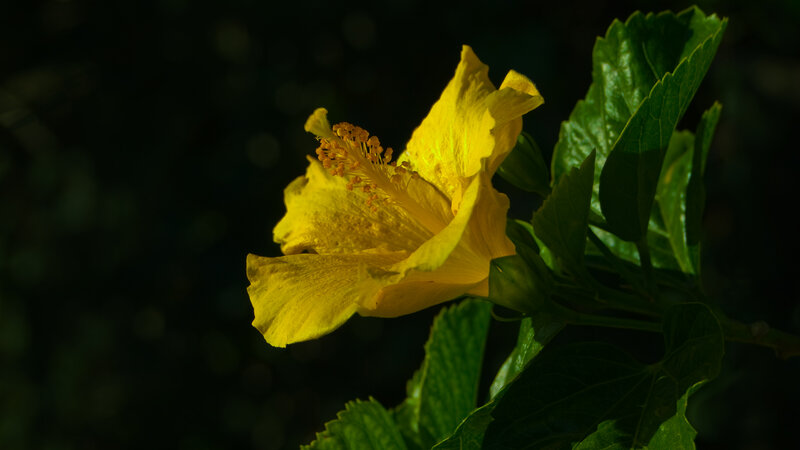 Yellow Hibiscus Flower — Dramatic, Photograph, Green Leaves