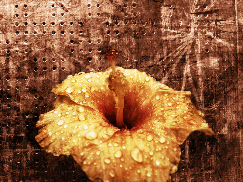 Yellow Hibiscus Flower — Dramatic, Photograph