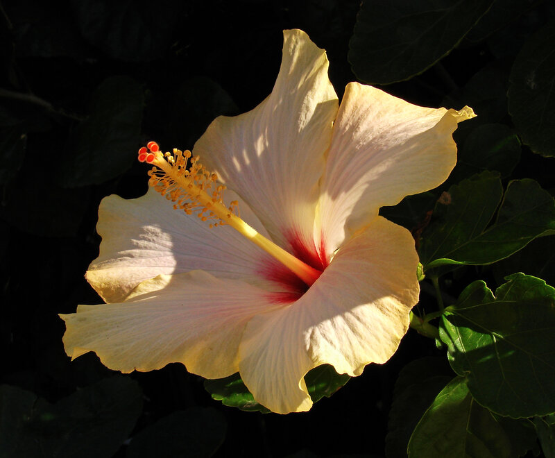 Yellow Hibiscus Flower — Dramatic, Sunset