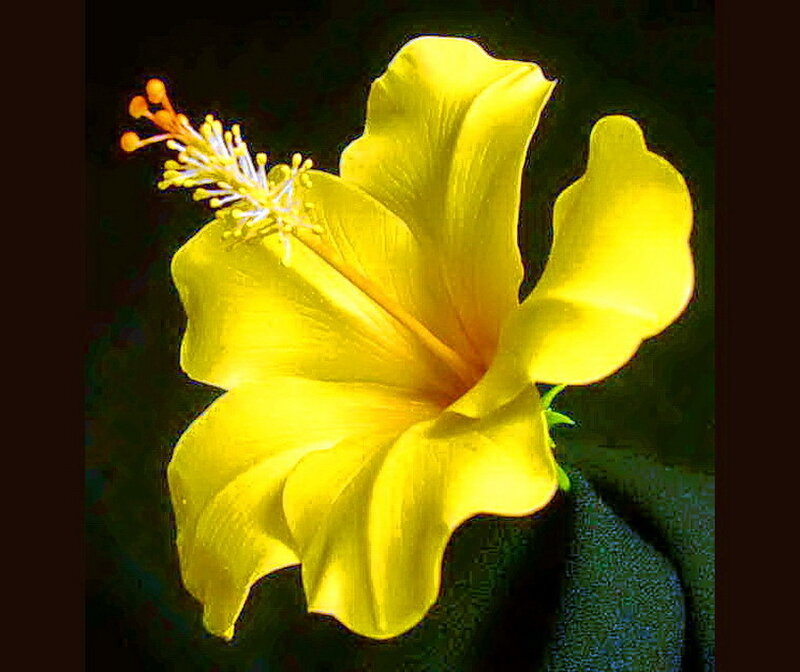 Yellow Hibiscus Flower — Dramatic