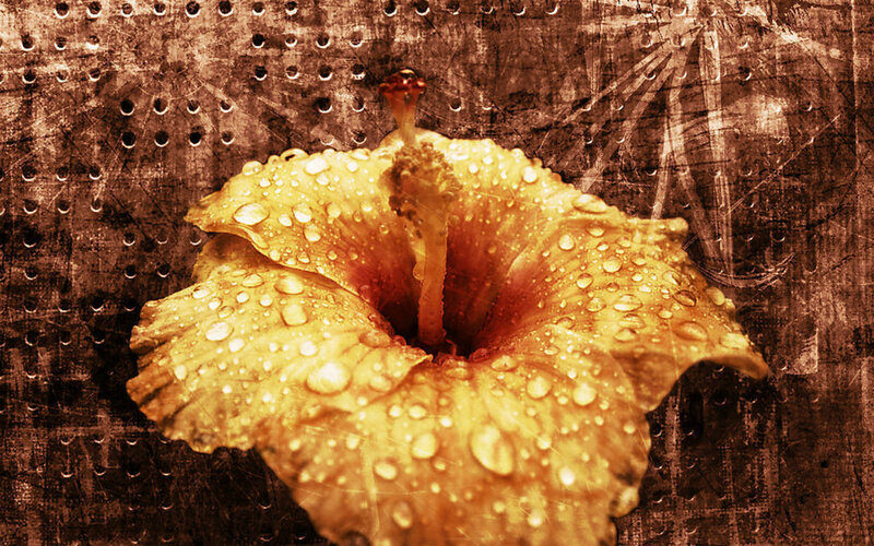 Yellow Hibiscus Flower — Gold