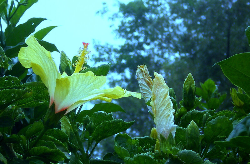 Yellow Hibiscus Flower — Green, Calm