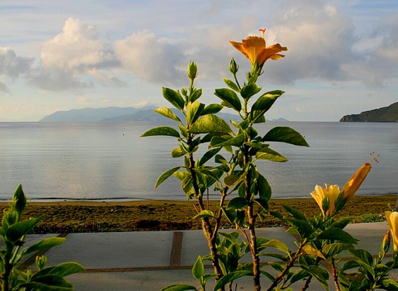 Yellow Hibiscus Flower — Green, Serene, Sunset