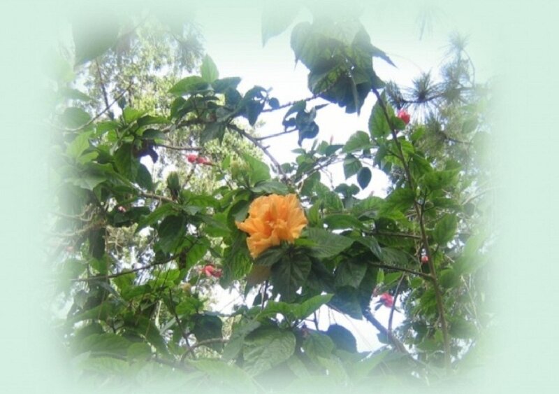 Yellow Hibiscus Flower — Green, Serene