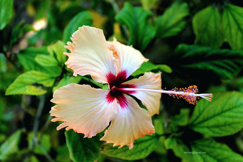 Yellow Hibiscus Flower — Green