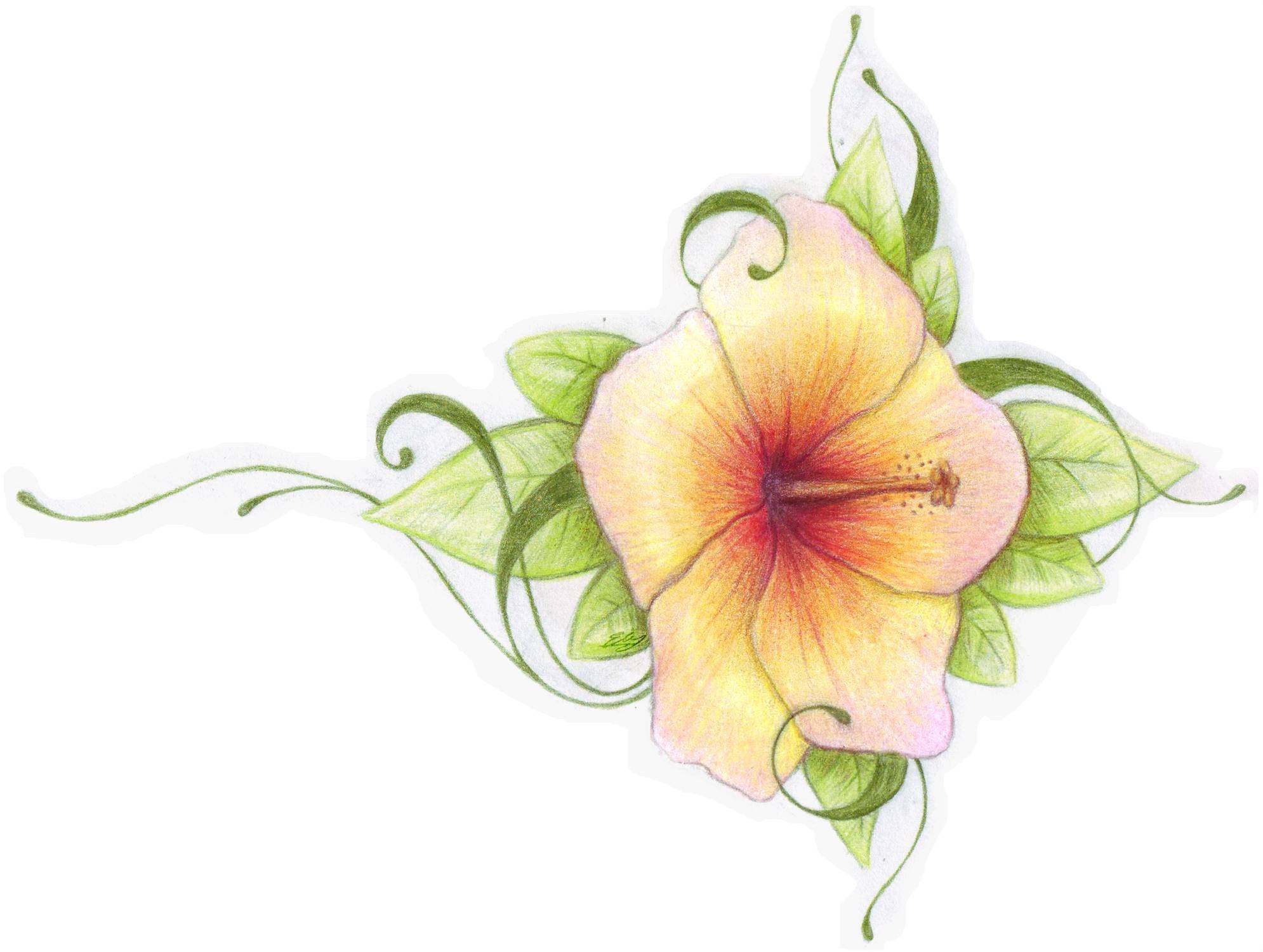 yellow hibiscus flower illustration