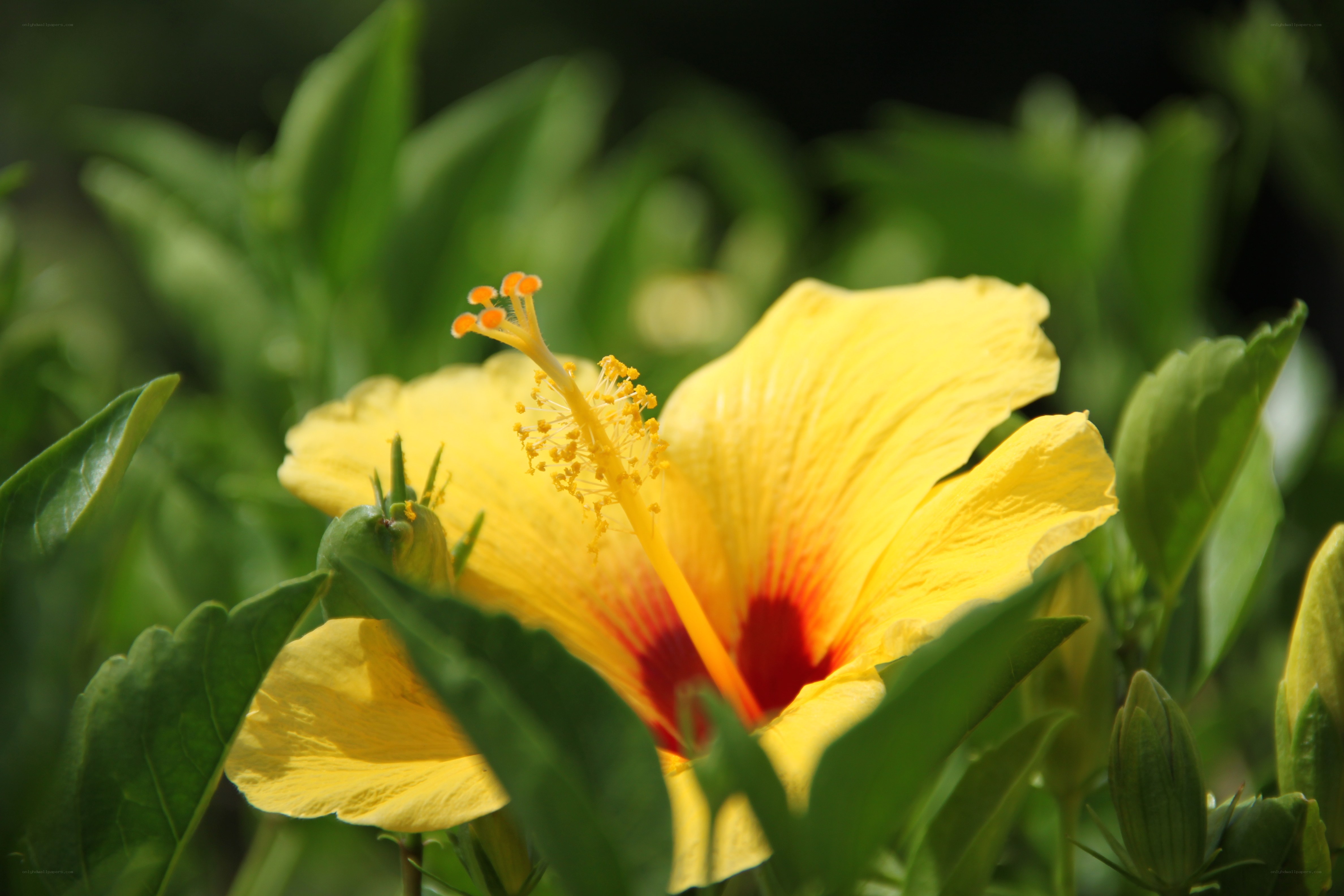 Yellow hibiscus flower in bloom