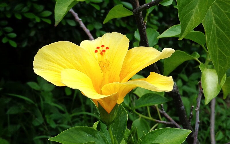 Yellow hibiscus flower in bloom