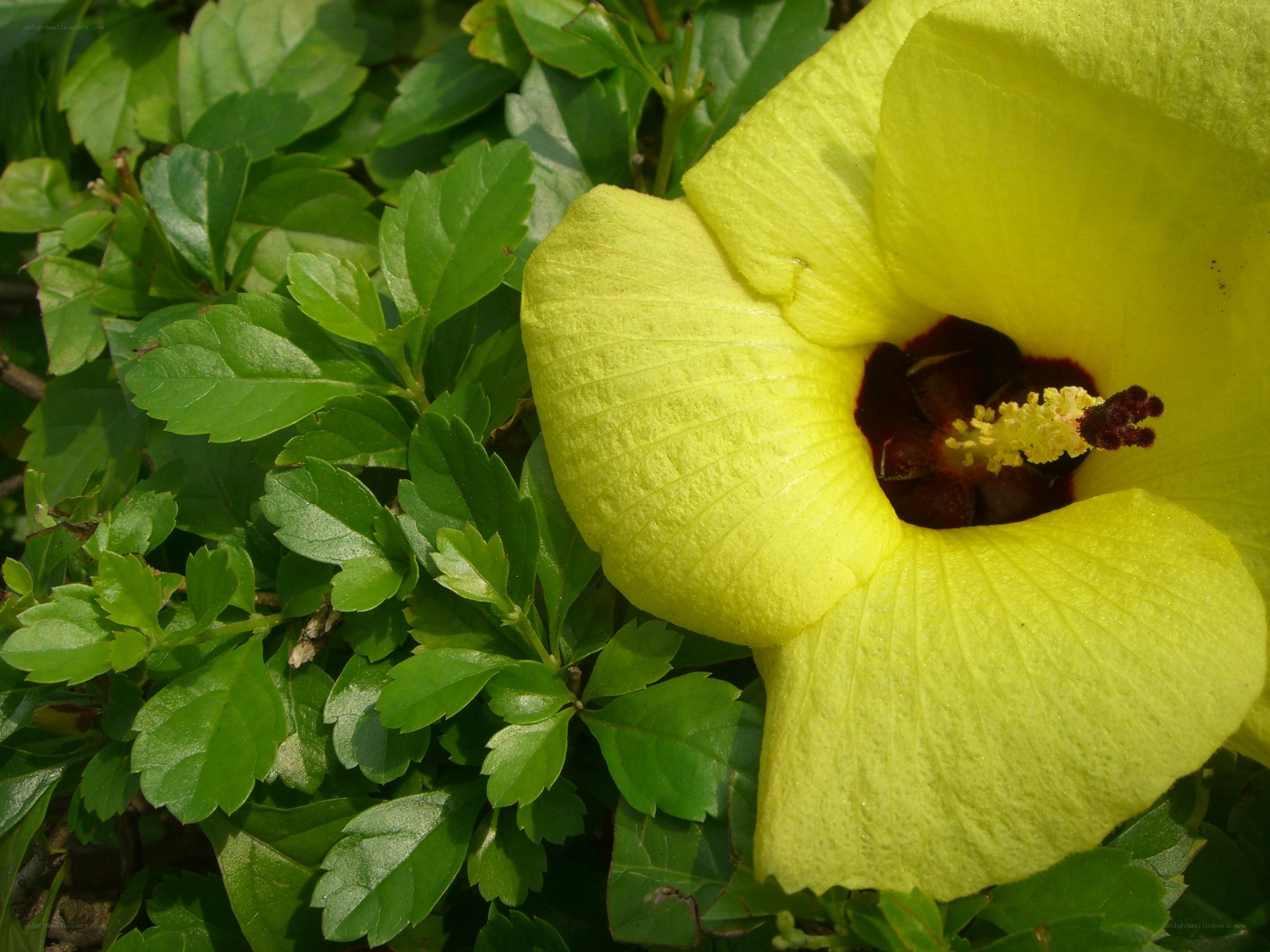 Yellow hibiscus flower in bloom