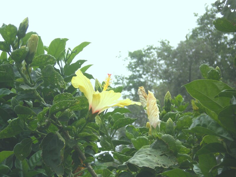 yellow hibiscus flower in garden