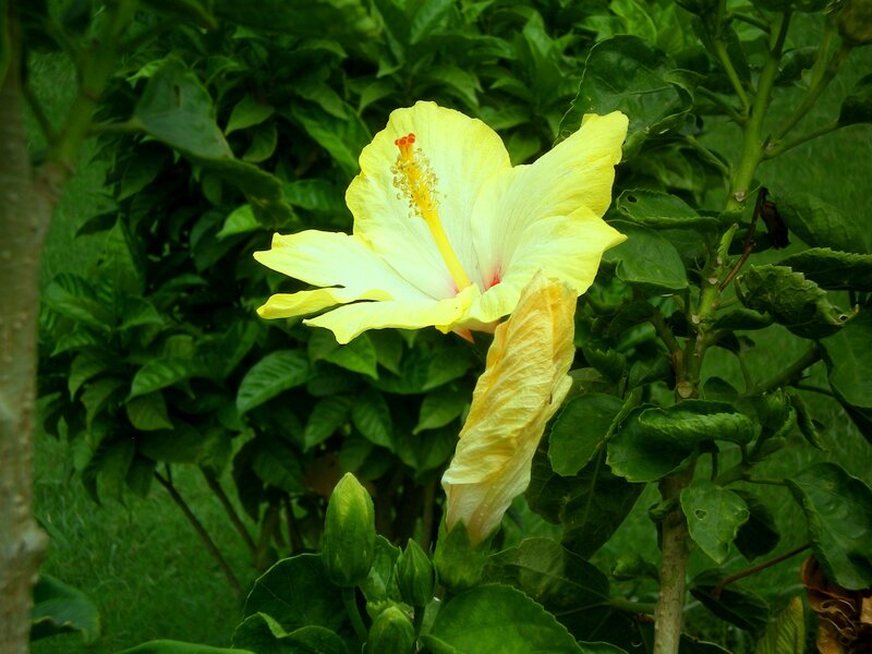 Yellow hibiscus flower in garden