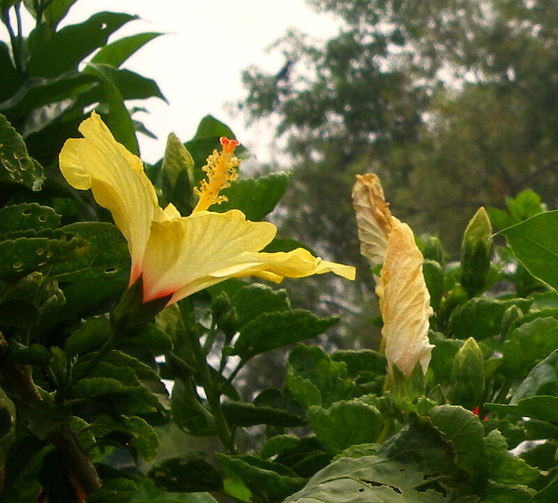 Yellow hibiscus flower in garden