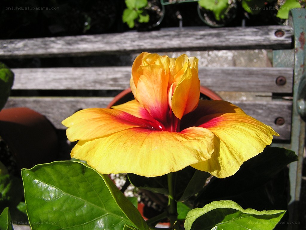 Yellow hibiscus flower in sunlight