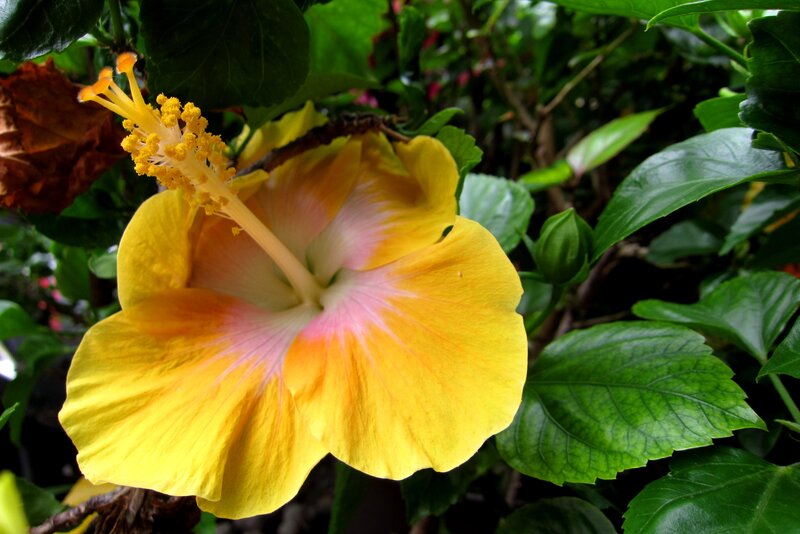 Yellow Hibiscus Flower — Natural, Afternoon, Photograph, Green Leaves, Flower Bud
