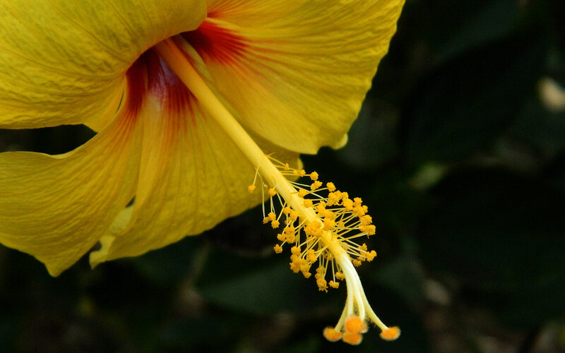 Yellow Hibiscus Flower — Natural, Afternoon, Photograph, Petals