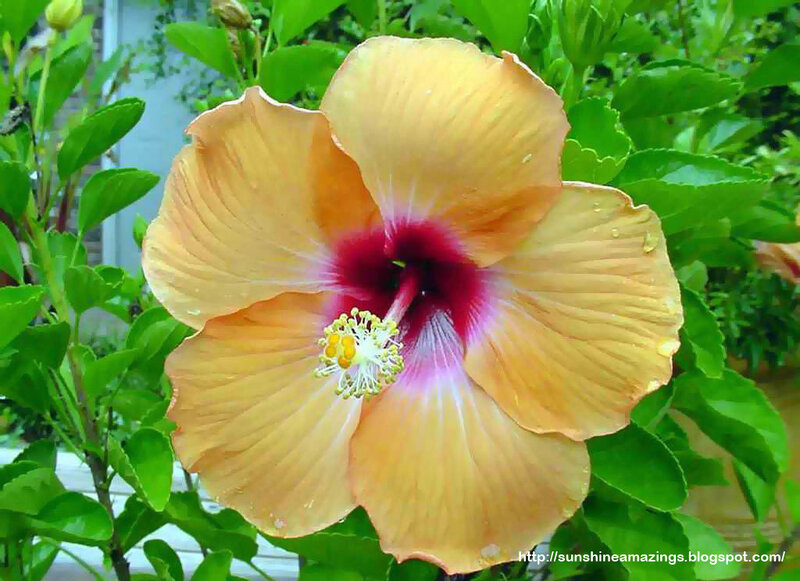 Yellow Hibiscus Flower — Natural, Afternoon