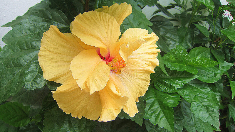 Yellow Hibiscus Flower — Natural, Photograph, Green Leaves