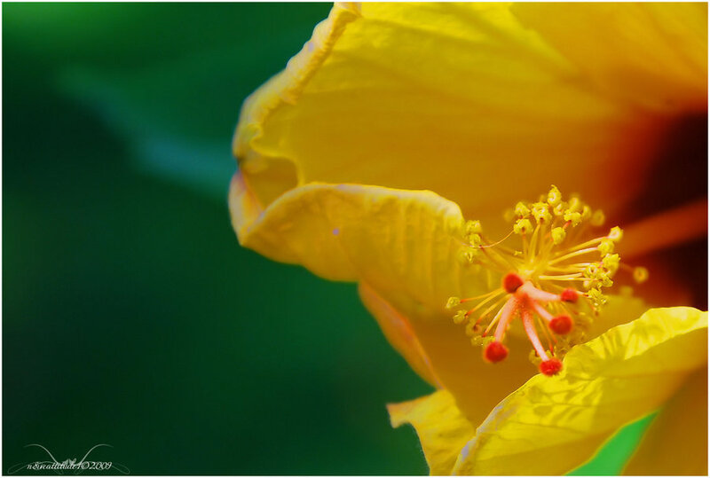 Yellow Hibiscus Flower — Natural, Photograph