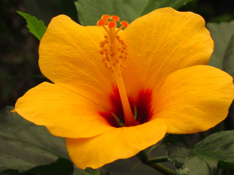 Yellow Hibiscus Flower — Natural