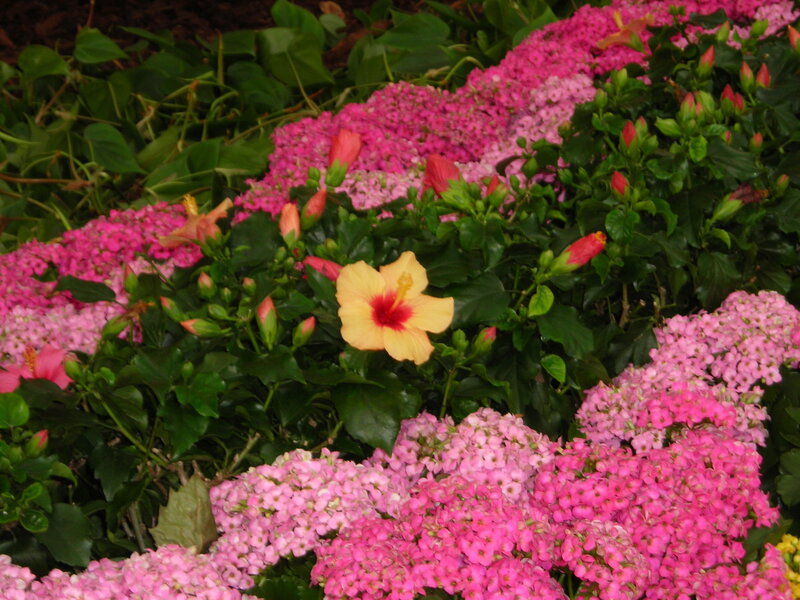 Yellow Hibiscus Flower — Pink