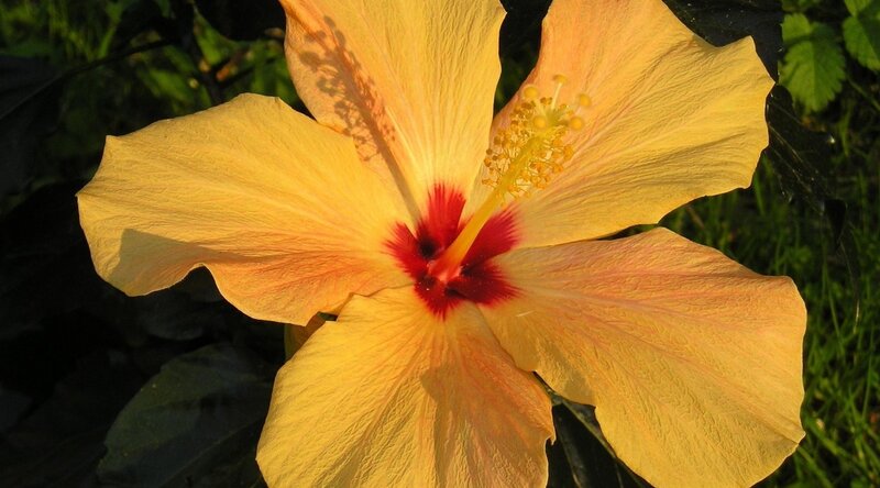 Yellow Hibiscus Flower — Serene, Afternoon, Photograph, Petals