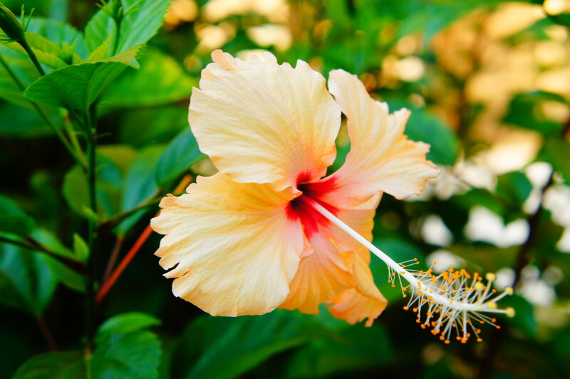 Yellow Hibiscus Flower — Serene, Afternoon