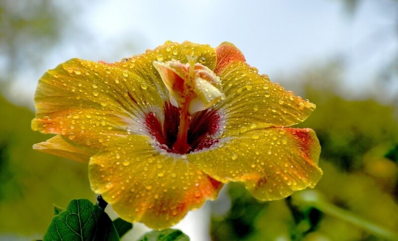 Yellow Hibiscus Flower — Serene, Morning