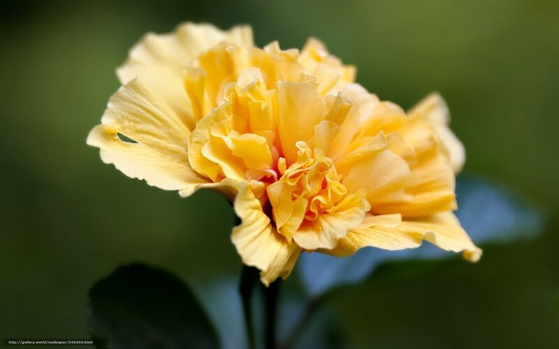 Yellow Hibiscus Flower — Serene, Photograph, Leaf