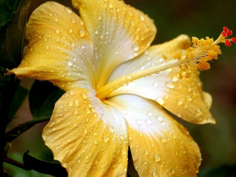 Yellow Hibiscus Flower — Serene, Photograph