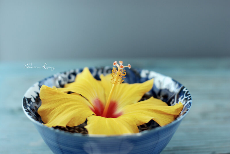 Yellow Hibiscus Flower — Serene