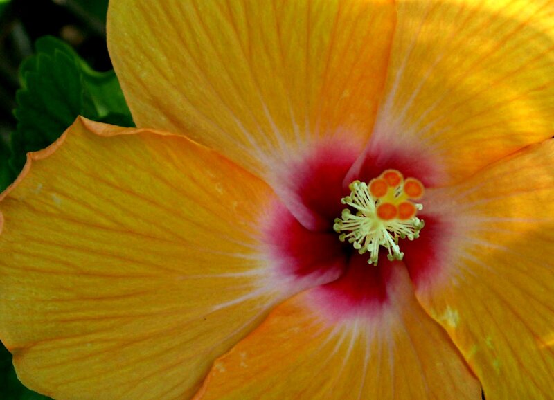 Yellow Hibiscus Flower — Vibrant, Afternoon